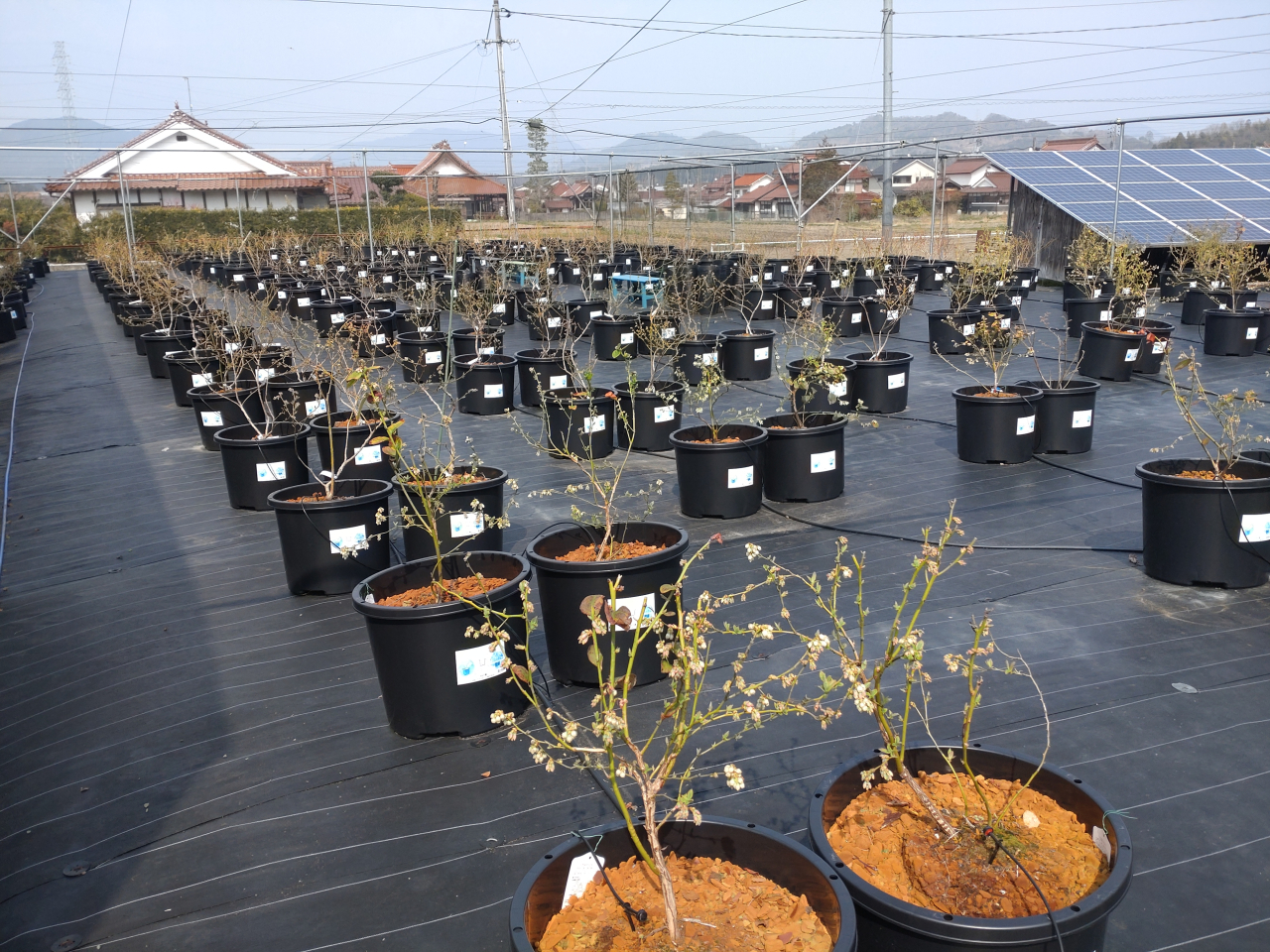 ブルーベリー完成Aエリア 20260329