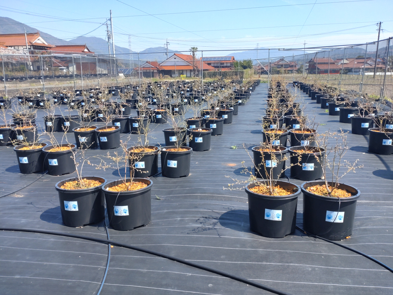 ブルーベリー完成 Cエリア20260403